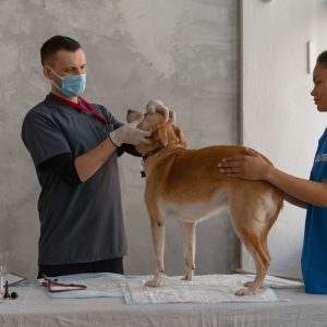 Man in Black T-shirt Holding Brown Short Coated Dog