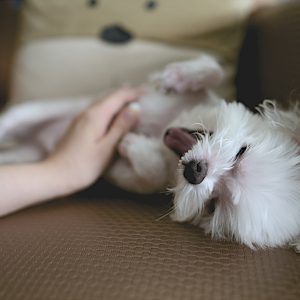 white puppy on brown couch