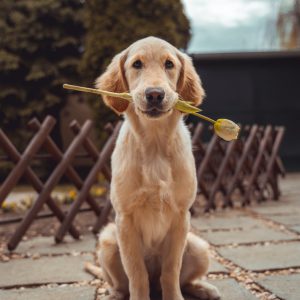 yellow Labrador retriever biting yellow tulip flower