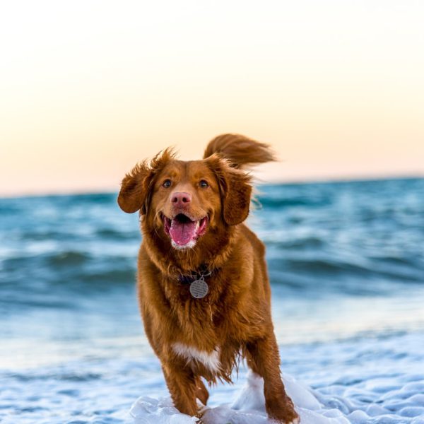 dog running on beach during daytime